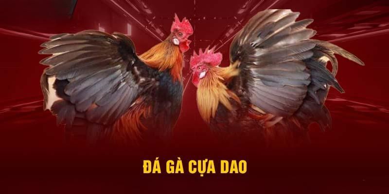 đá gà cựa dao