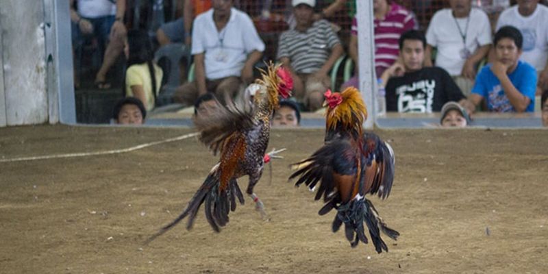 Những trận đấu đã mắt